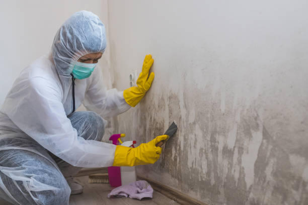 Best DIY Mold Remediation Support Services in Barton Creek, TX