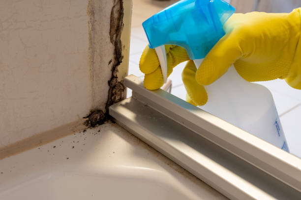 Best HVAC Mold Remediation in Barton Creek, TX
