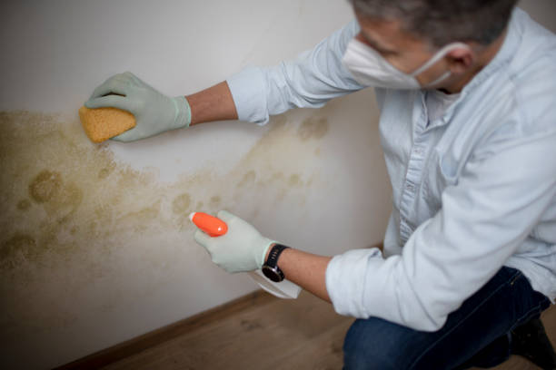 Best Black Mold Remediation in Barton Creek, TX