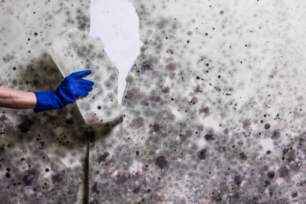 Best Mold Testing and Inspection Services in Barton Creek, TX