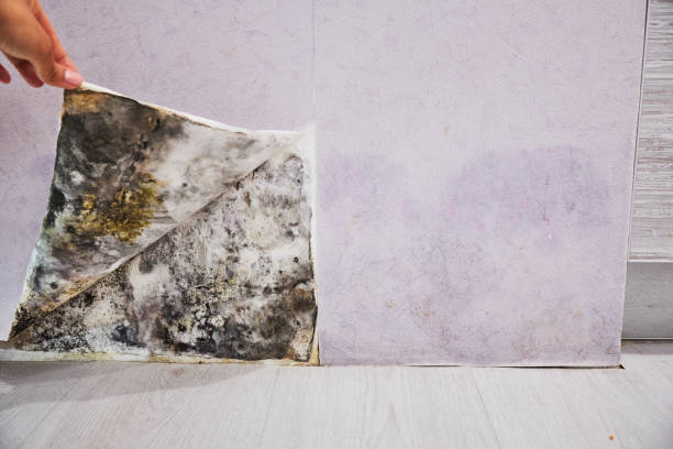 Best Basement Mold Remediation in Barton Creek, TX